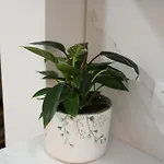 Mikaels Apartament *